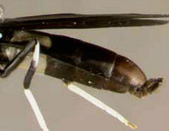 The female black soldier fly's tail