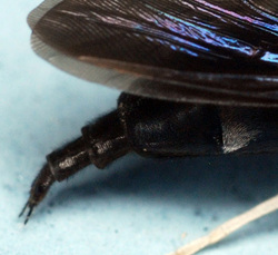  The sex of the black soldier fly